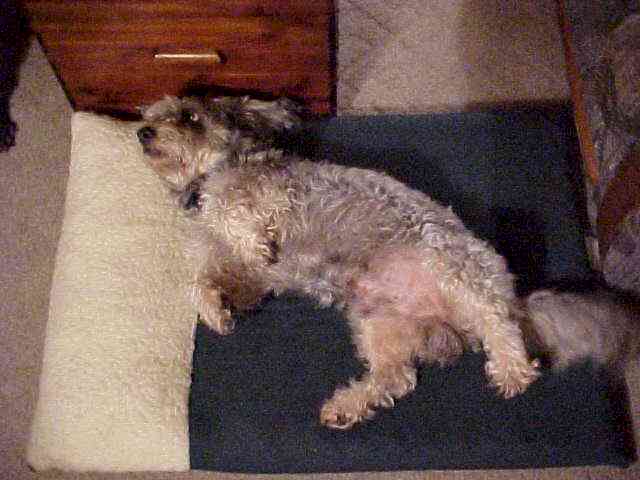 FesterBed.jpg (36864 bytes)
