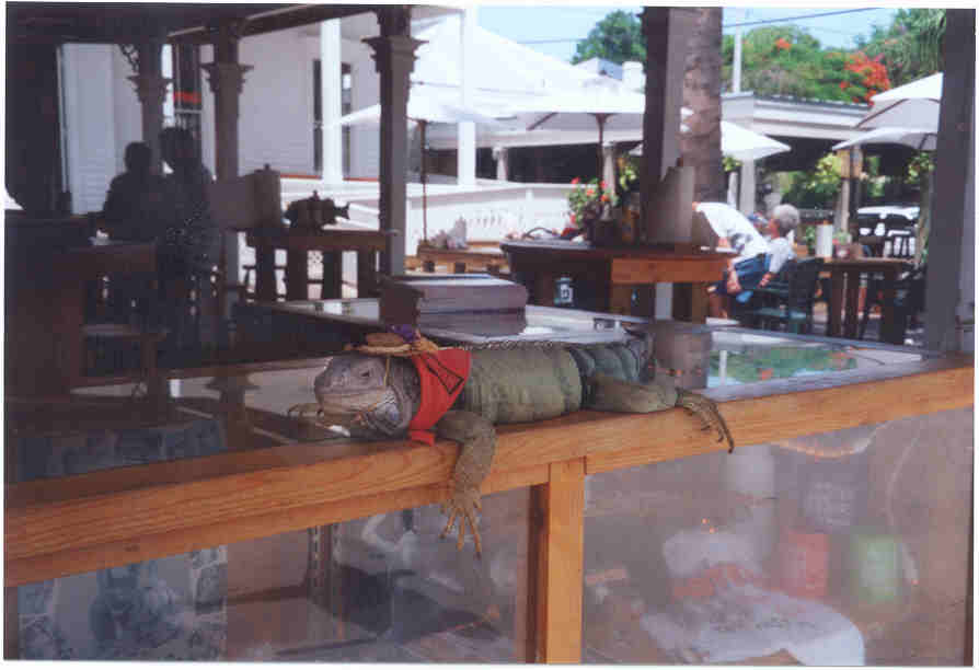 iquanakeywest.jpg (32433 bytes)