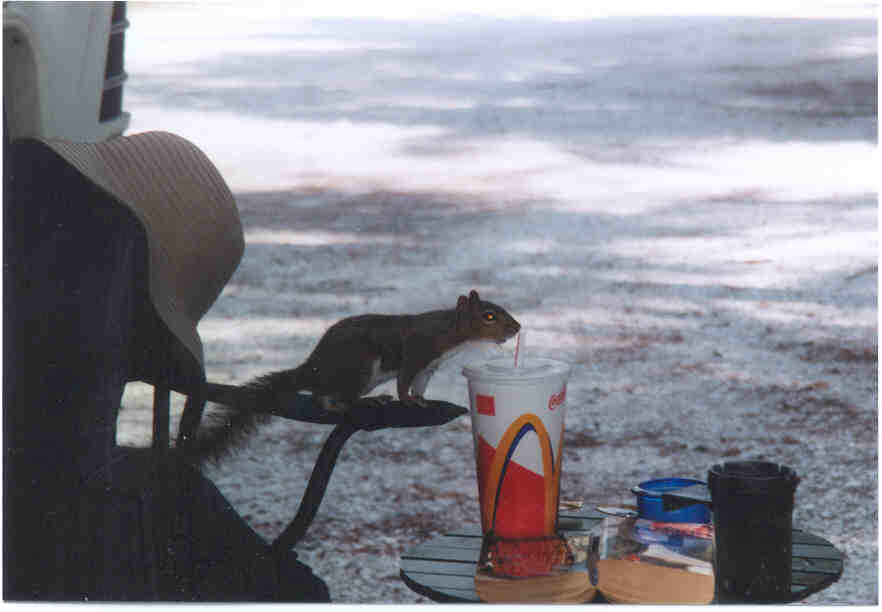 squirreldrinkingftdesoto.jpg (25492 bytes)