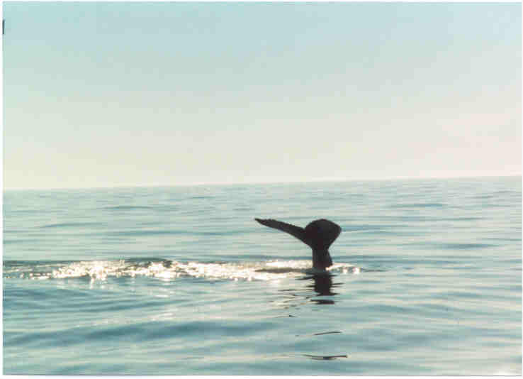 whaletale.jpg (20754 bytes)