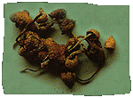 Are they Poisonous??!