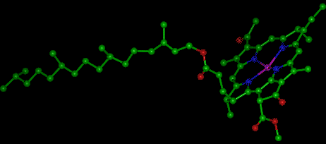 chlorophyll.gif