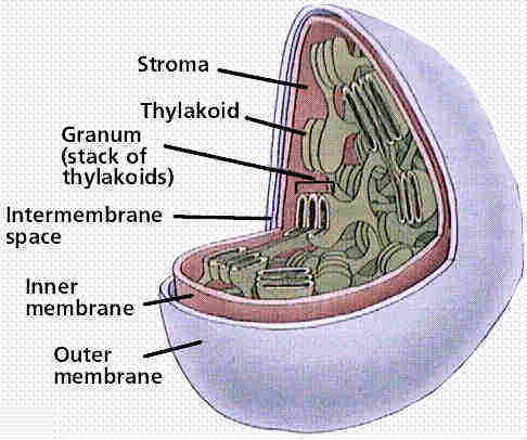 chloroplast.jpg