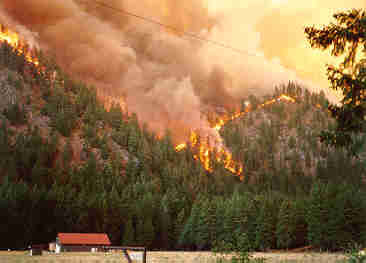 Forest fire.jpg