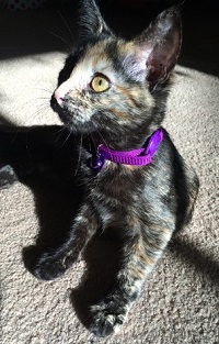 cat1