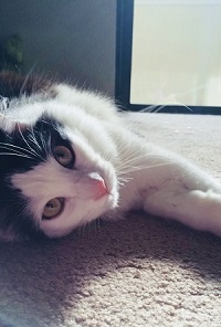 cat 2
