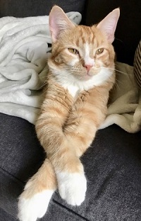 cat 3