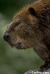 Hello there, I'm Beaver. I've got some wicked bigass motherfuckin teeth innit