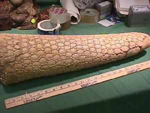 10footarmadillo