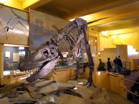 allosaur