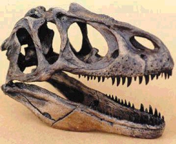 allosaurus skull