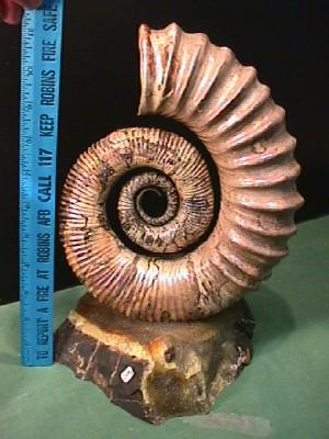 ammonite