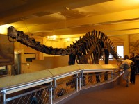 brontosaur