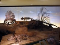 dimetrodon