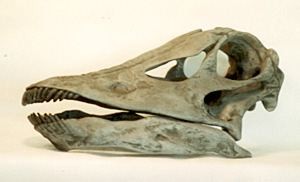 diplodocus skull
