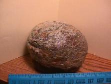 hadrosaur egg