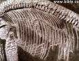 ichthyosarus with embryo