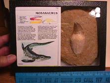 mosasaur tooth