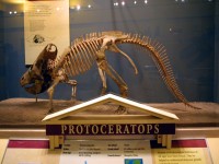 protoceratops