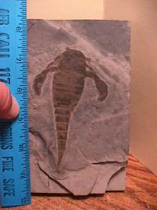 sea scorpion
