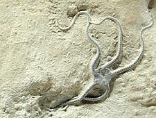 serpent star
