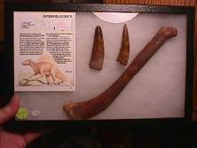 spinosaur