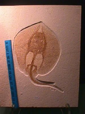 stingray