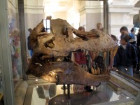 Sue Skull