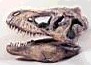 trex skull