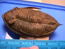 trilobite