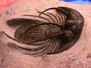 trilobite