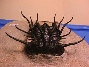 trilobite