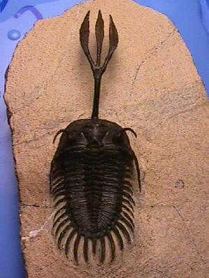 trilobite