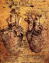 Drawing_of_the_heart_and_its_blood_vessels_EUR.jpg
