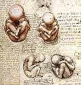 fetus.jpg