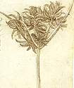 sedge.jpg