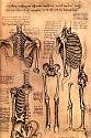 skeletons.jpg