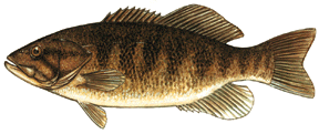  Send in your smallmouth picture to be posted on the visitors photo page!