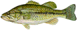  Send in your largemouth picture to be posted on the visitors photo page!