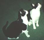 Cat Photo