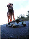 Oscar_skateboard.jpg (31872 bytes)