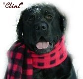 clint.jpg (6567 bytes)