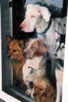 dogsatdoor.jpg (87297 bytes)