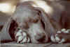 gamble_sleep.jpg (41013 bytes)