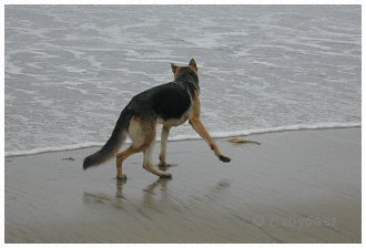 Dance With The Tide