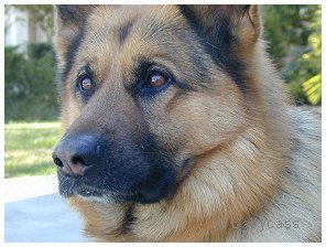 Yanko v. Unserhund