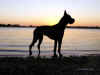 TigerSunset6.jpg (133297 bytes)