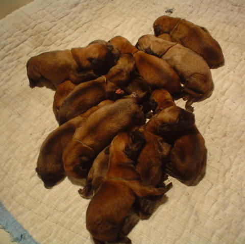2days old
