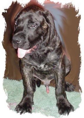 baby angus