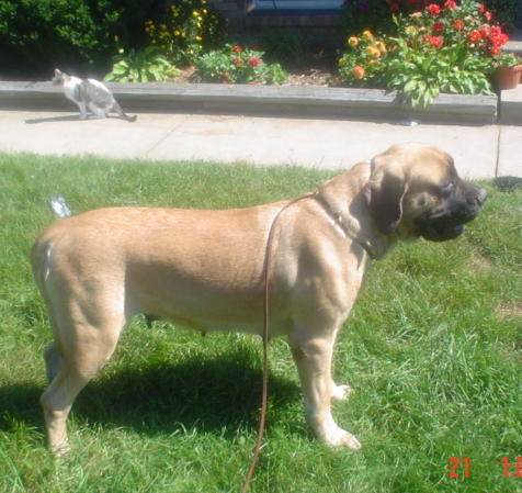 bertha
